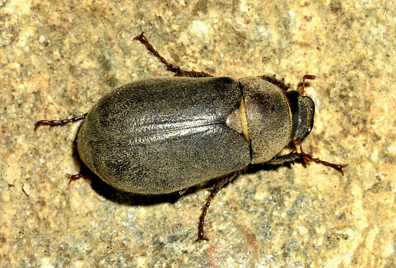 Grecia: Melolonthidae, Aplidia transversa (cfr.)